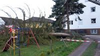 umgestürzter Baum
